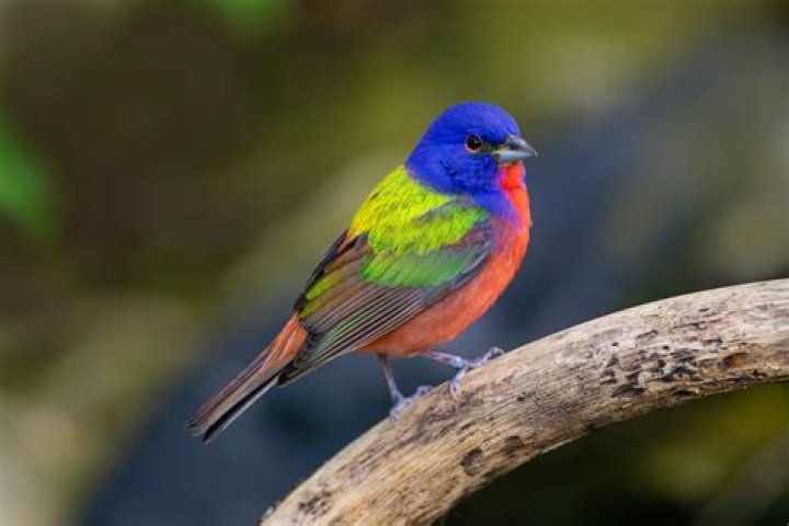 12 Exotic South American Birds to Spot