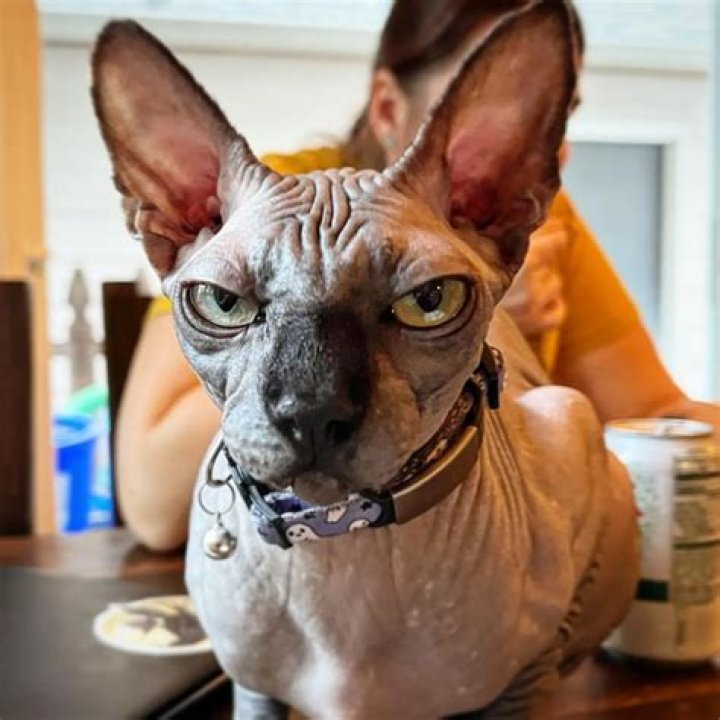 Boris Katloff – It’s Spooky Sphinx Season and this Frankenstein is already in costume