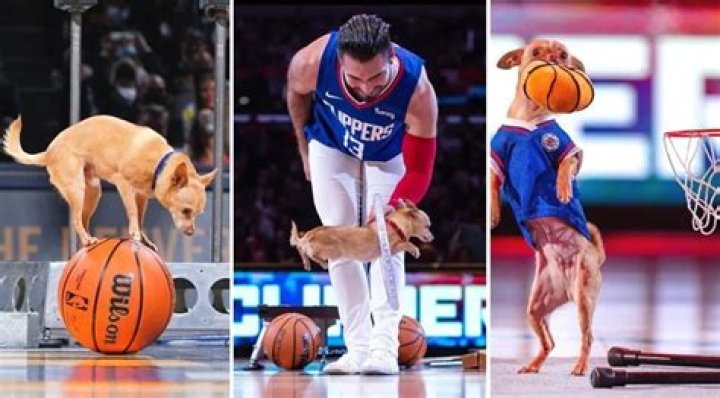 Christian and Scooby the Basketball-Playing Chihuahua Prove You Don’t Have to be Tall to Ball