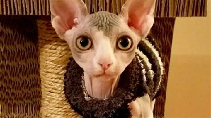 Cranky and Polina, a Couple Sphinx Cats that Living Their Best Not-So-Cranky Lives