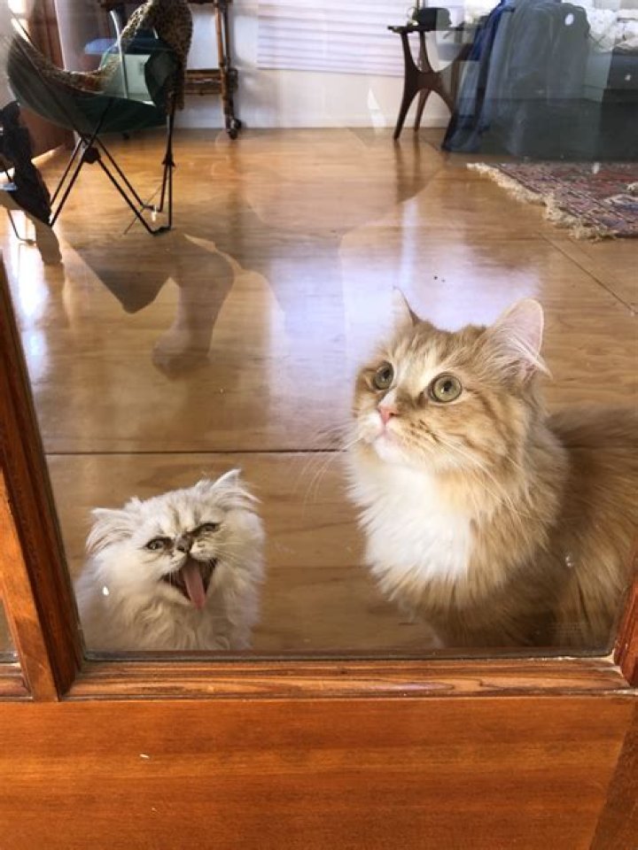 Dylan Minnette Pets - Celebrity Pets