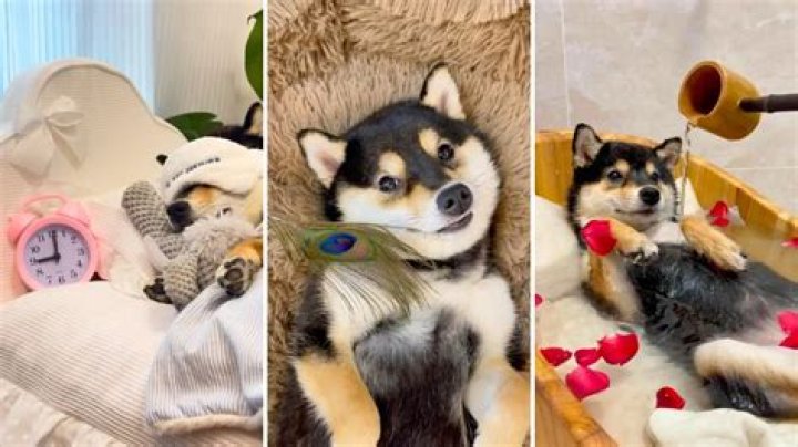 Enjoy a Relaxing ASMR Spa Day With Little Manyu the Shiba Inu