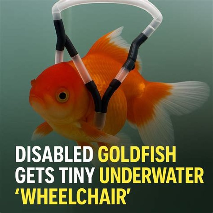 Goldfish Needs Help Swimming, gets Tiny Custom Wheelchair