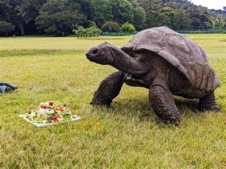 Happy 190th birthday to Jonathan the Tortoise – The world’s oldest land animal