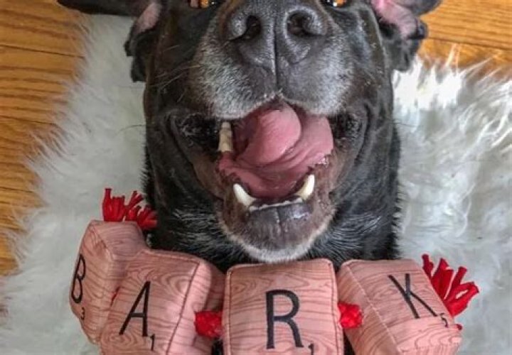 How To Make Your Pet Insta-famous – & Get Rich While You’re At It