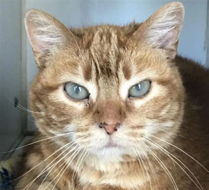 Jay Leno Pets - Celebrity Pets