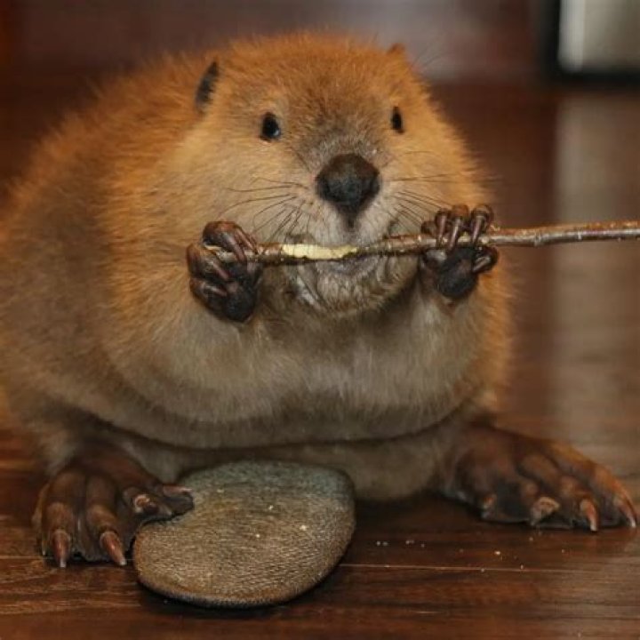 Justin Beaver Baby beaver makes himself feel at home (by building one out of toys)