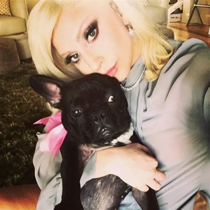Lady Gaga Pets - Celebrity Pets