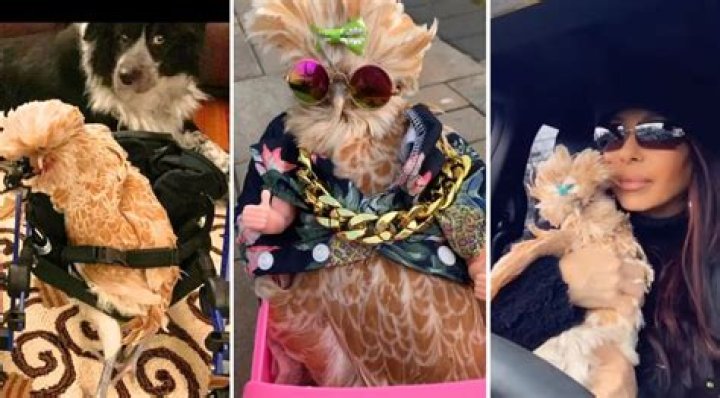 Marge the Hen Overcame Her Disability and Became One Cool Chick