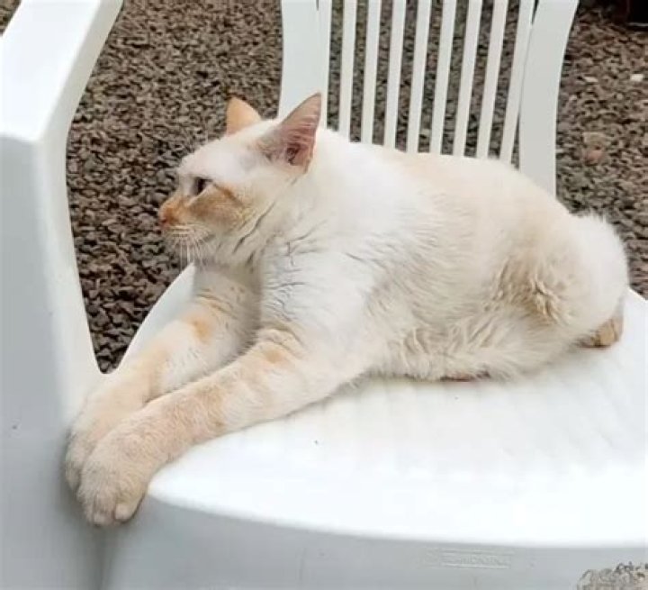 Meet Gatoelho the Cat Bunny