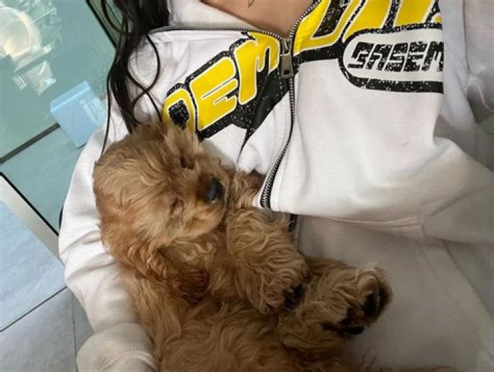 Nessa Barrett Pets - Celebrity Pets