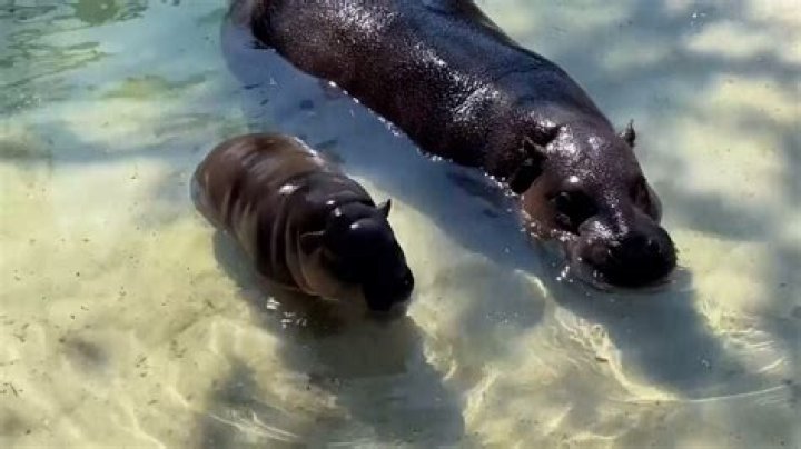 Pablo Escobar’s $7 Million Pet Hippo Cartel Still Run a Colombian Town