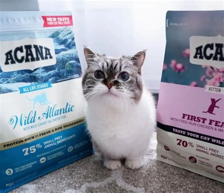 Pooky The Munchkin may have short fluffly legs but don’t underestimate her reach