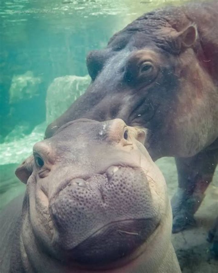 Princess Fiona at the Cincinnati Zoo the Hippo smooches adorable little girl
