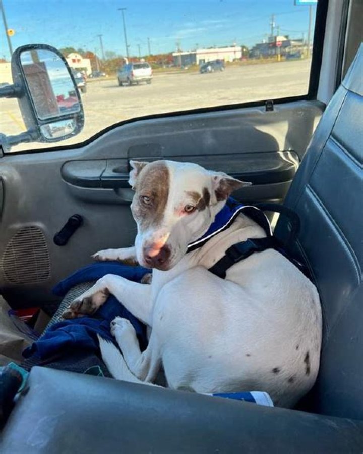 Reckless driver crashes into two cars, is also a dog