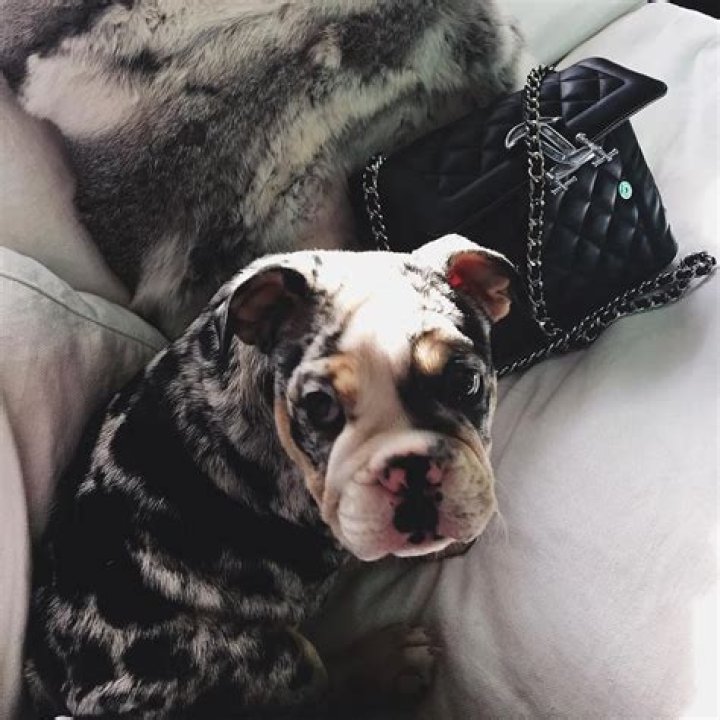 Rolly The $50,000 English Bulldog Adopted By Tyga and Kylie Jenner