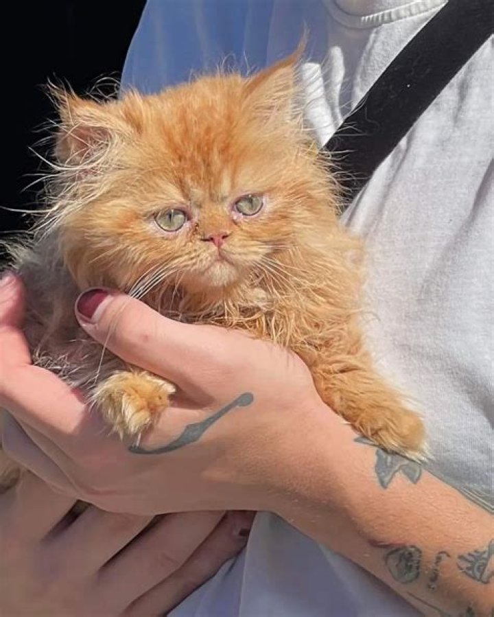 Ruby da Cherry Pets - Celebrity Pets