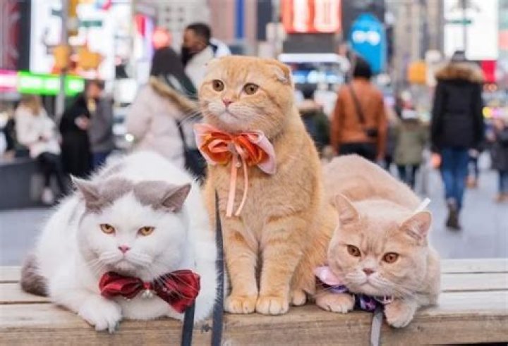These 3 cats, Sponge Cake, Mocha, and Donut, are your summer 2022 travel goals