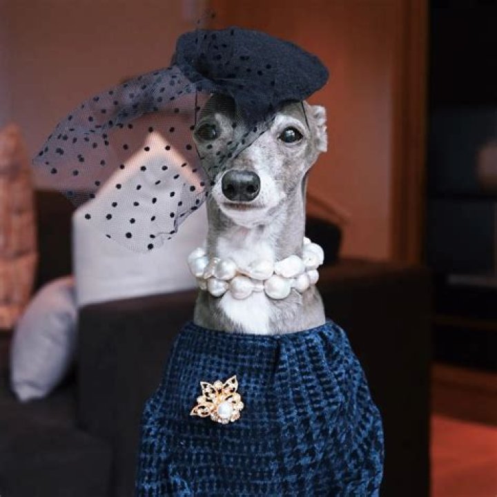 Tika the Iggy – You can have anything you want in life if you dress for it