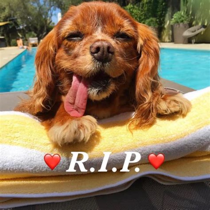 Toast Meets World Tragically Passes Away