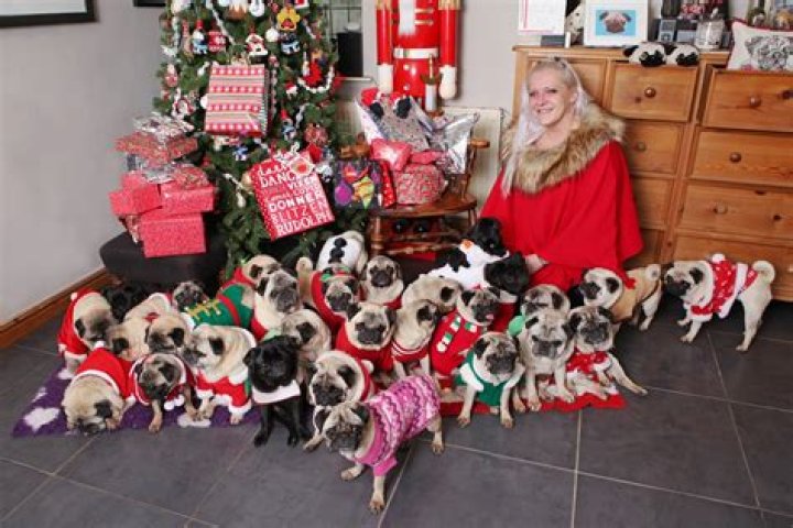 UK Womans Spends $30,000 on Her 30 Pugs Per Year Is Spoiling Them for Their Christmas