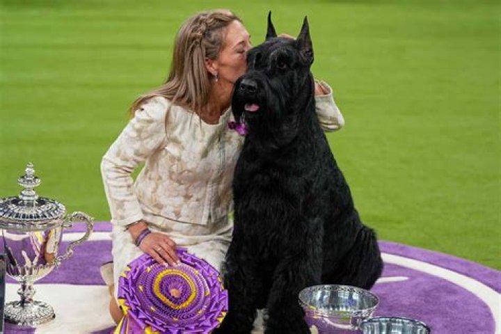 Westminster’s Best in Show Dog Sky is Now A Celebrity!