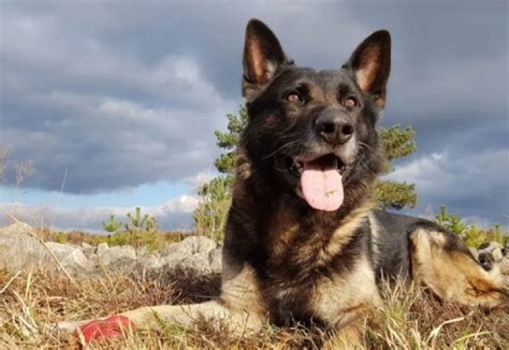 World Cup 2018: England soccer fans harass police dog for being German